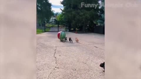 Animal funny video