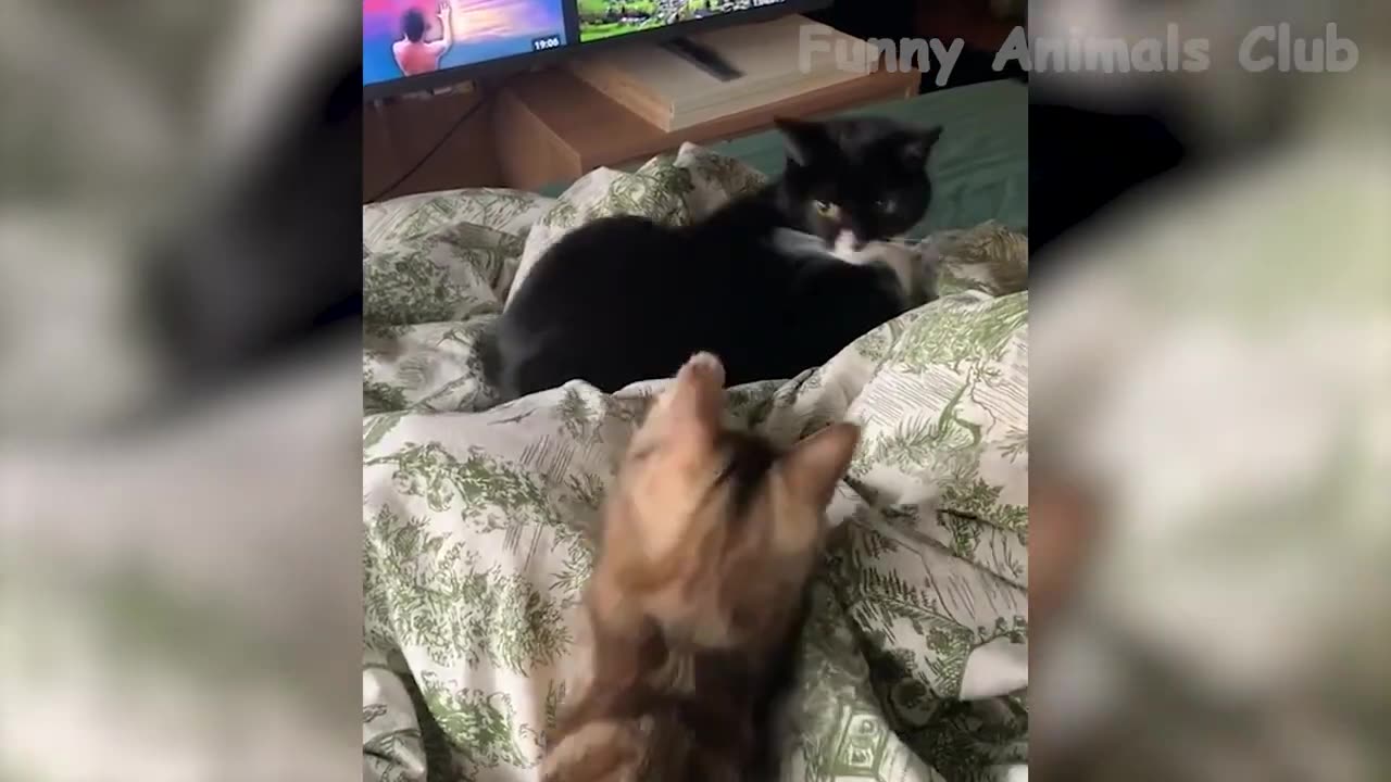 funny cat fight 🤣🤣🤣🤣🤣🤣