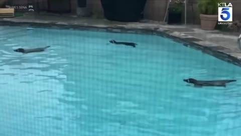 Raccoon Pool Party