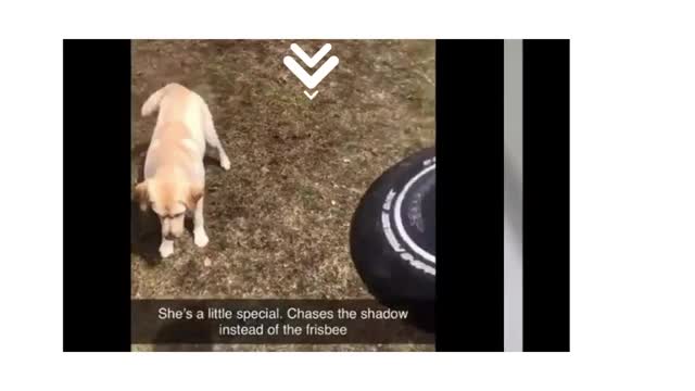 Funny animal videos