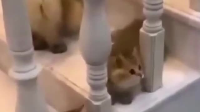 Cute, Funny Kittens Move Their Heads in Unison Very Sweet! #shorts