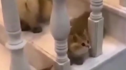 Cute, Funny Kittens Move Their Heads in Unison Very Sweet! #shorts