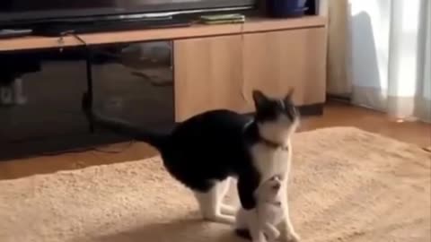 Cat funny videos