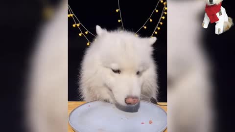 Food Reviews with Husky