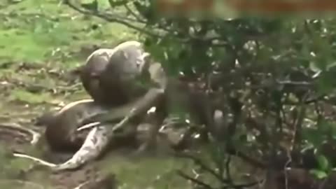 WILD ANIMALS VS SNAKE - WHO WILL WIN