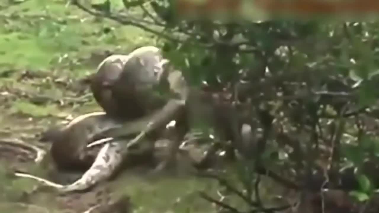 WILD ANIMALS VS SNAKE - WHO WILL WIN