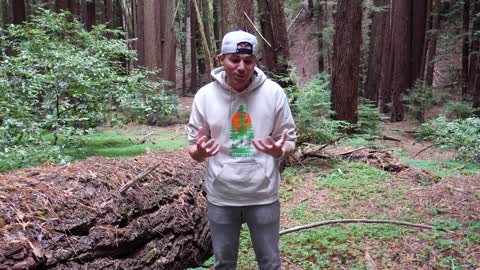 31.Using Drones to Plant 20,000,000 Trees