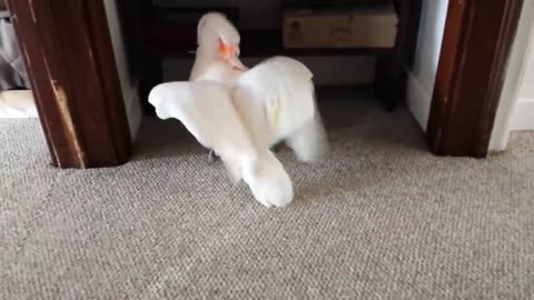 Cockatoo finding out he is going to the vet