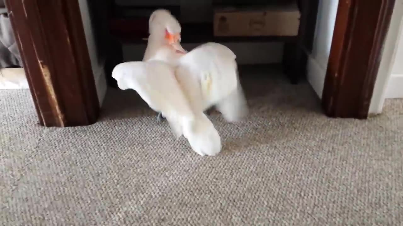 Cockatoo finding out he is going to the vet
