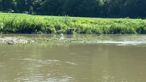 Great Blue Heron and Great White Egret fishing
