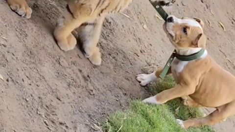 Cute_Dog_Want_to_Fight_with_Bengal_tiger_No uman_Hassan