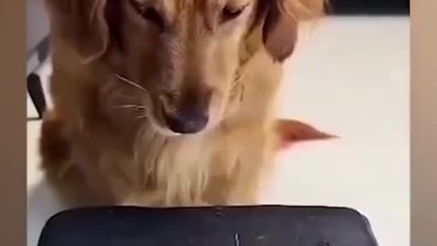Cute baby animals 😍 cat and dog 🐕