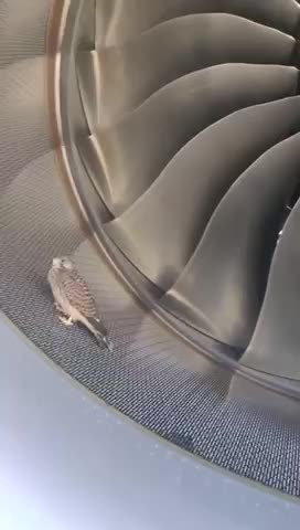 😢 Maybe not the best place to rest 😂😂The bird is taking a rest in its engine, a plane