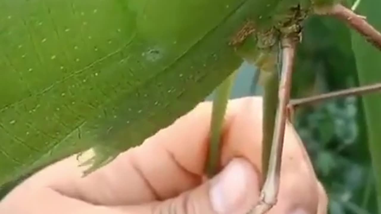 This is what the giant katydid