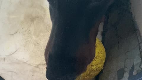 Doberman Challenges me to dog ball