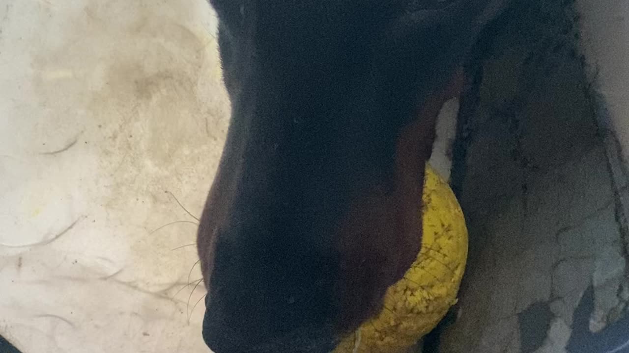 Doberman Challenges me to dog ball