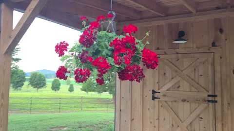 Barn flowers