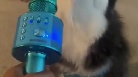 My dog wants to sing his dog is funny