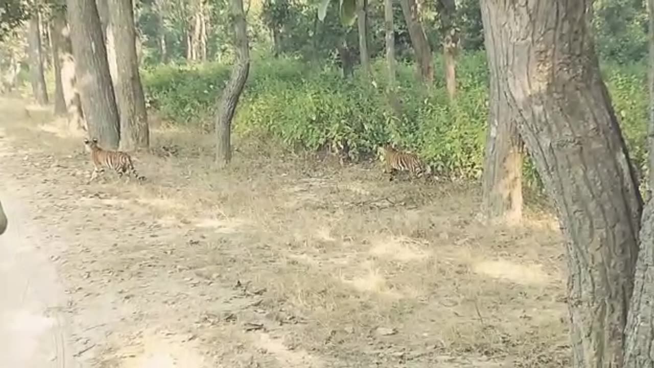 Tiger cubs in the jungle