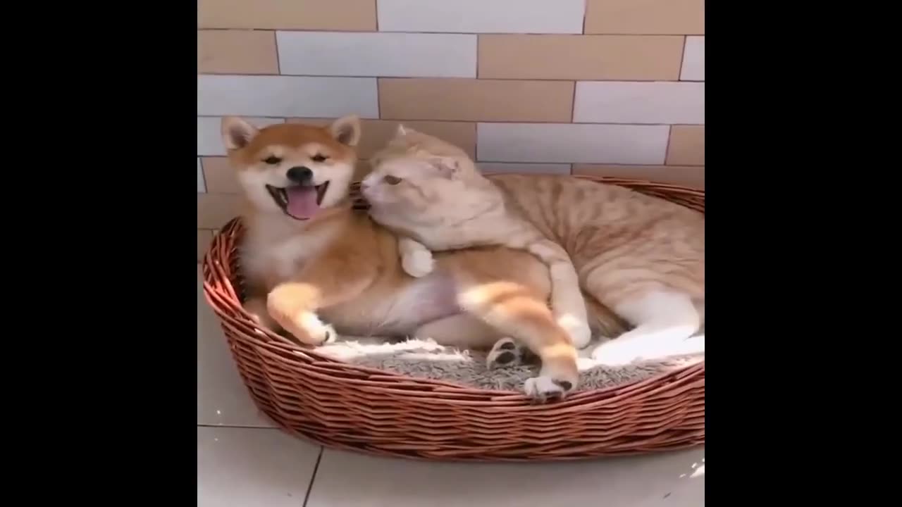 Dogs and cats enjoying in funny video