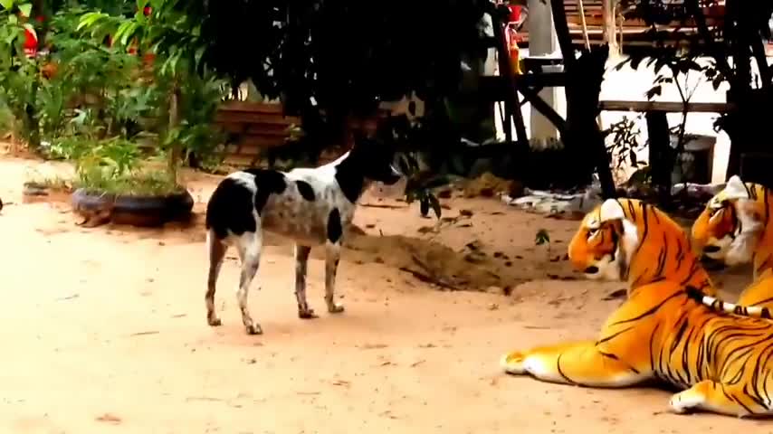 Prank dogs & fake tiger vs dog prank Funny video