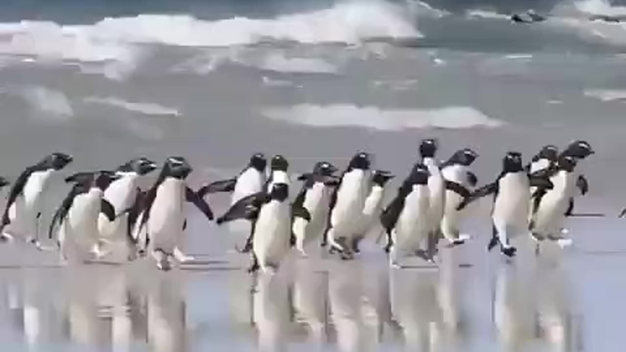 penguin's