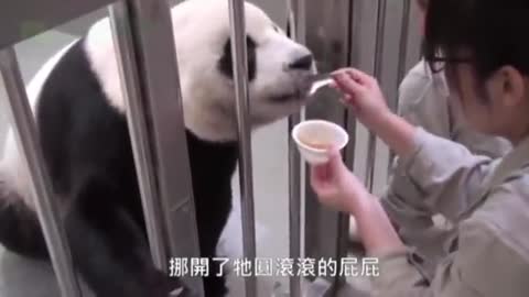 Baby Panda Meets Mom For First Time