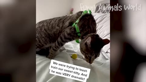 Funniest Dogs & cats Videos- Best Funny Animal Video 2023