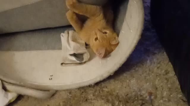 Crazy brothers