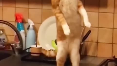 Funny videos of cat