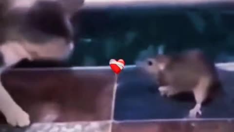 Mouse vs Cat