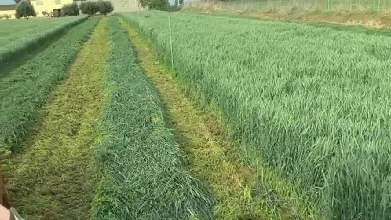 CRC vídeos curiosos