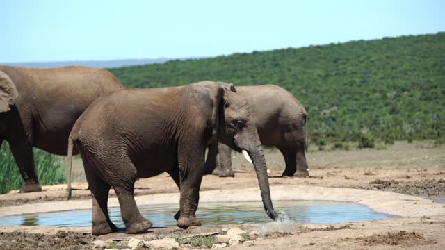 Elephants in Chiangmai, Thailand