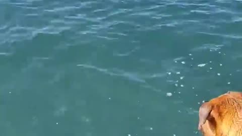 Dog 🐕 diving for stone