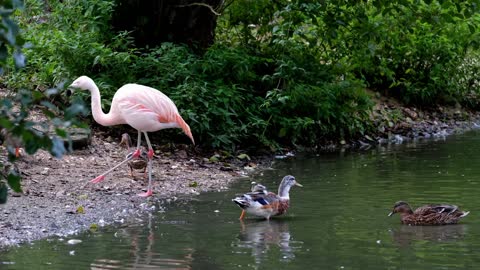 The variety of water birds