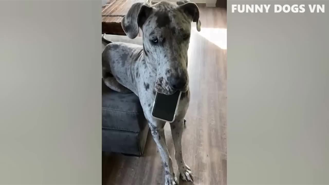 Best Funniest Animals 2023 😍 Funniest Dogs And Cats Videos 🐱🐶 #8