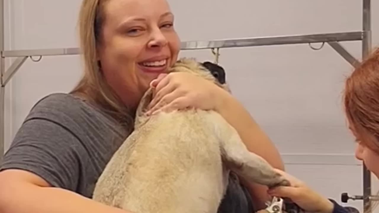 Crazy Pug wants to expire his groomer