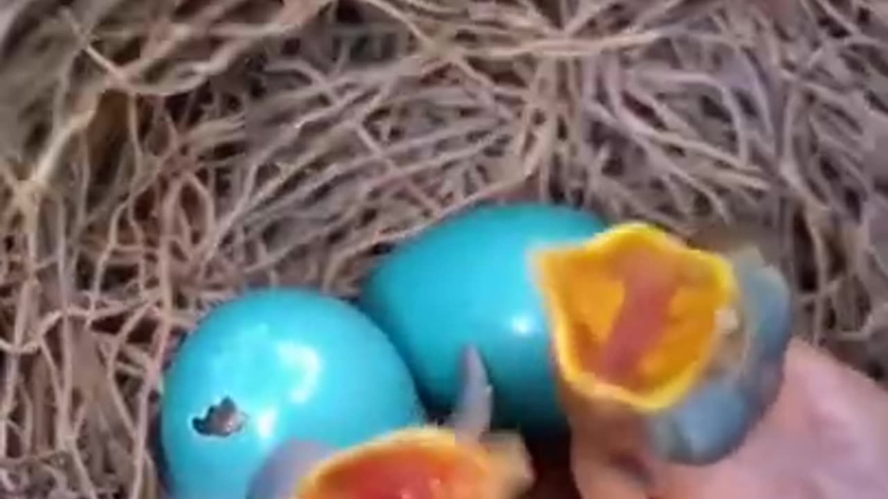 Cute little baby Birds but amazing 🤩