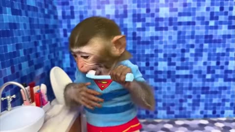 Monkey baby is in bathroom and playing in pool