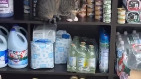 Cat Knocks Over Cat Food