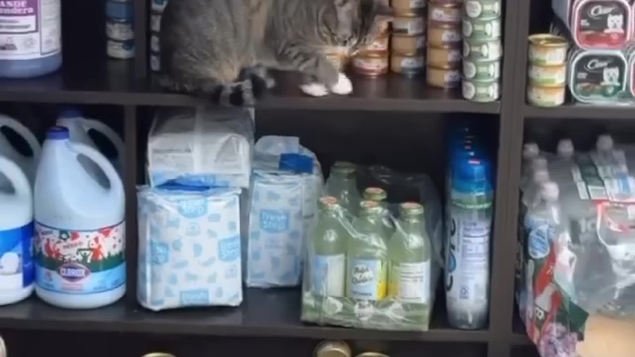 Cat Knocks Over Cat Food