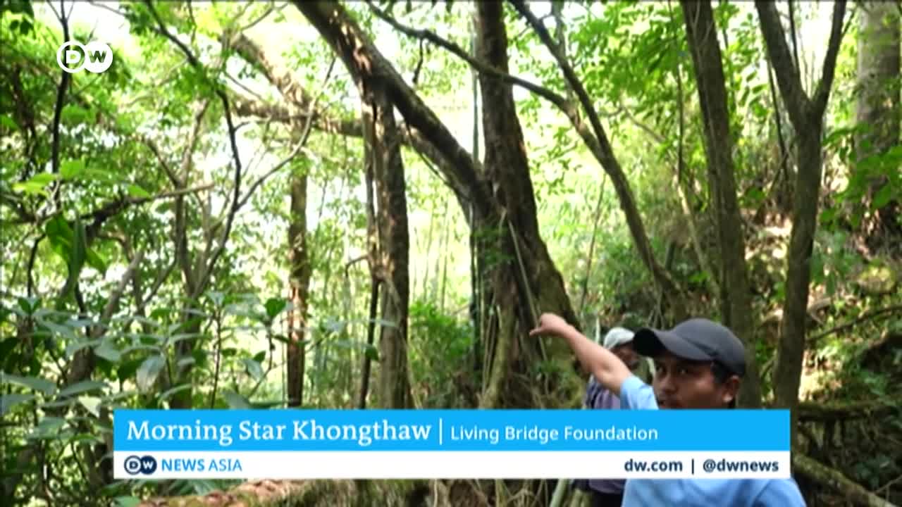 How India wants to preserve its 'living bridges' _ DW News