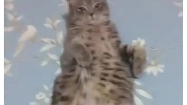 Best Funny 🐈 Cat video ... My Cute kitten. Smart and Funny Animals.