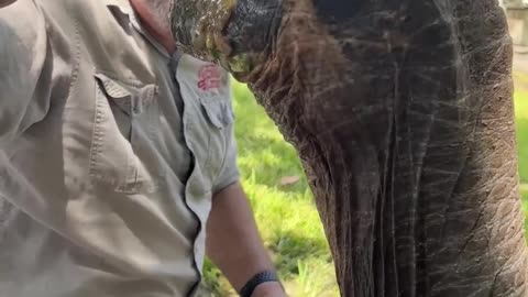 104 YEAR OLD TORTOISE 🐢