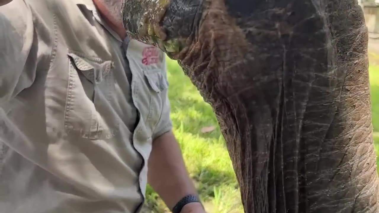 104 YEAR OLD TORTOISE 🐢