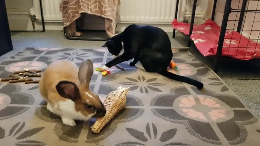 Bunny and kitten play together