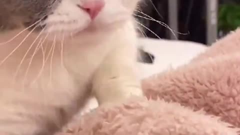 Cute Cats and Funny Animals Compilation Try Not To Laugh Challenge Cute Cat 062_1080p