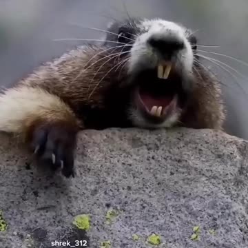 Brother, if my video is good, please fallow me