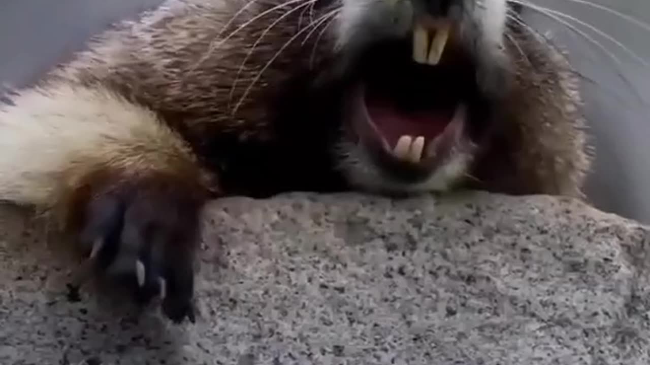 Brother, if my video is good, please fallow me