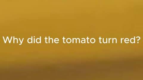 Why did the tomato turn red?